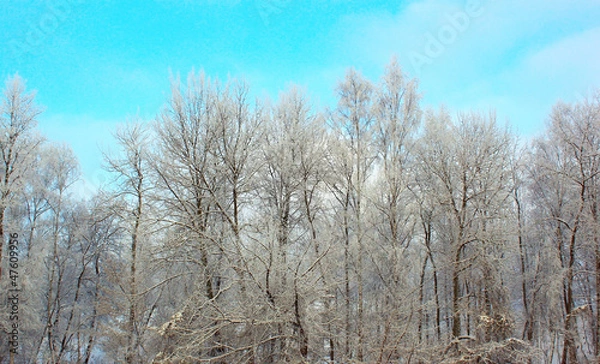 Obraz Forest in winter