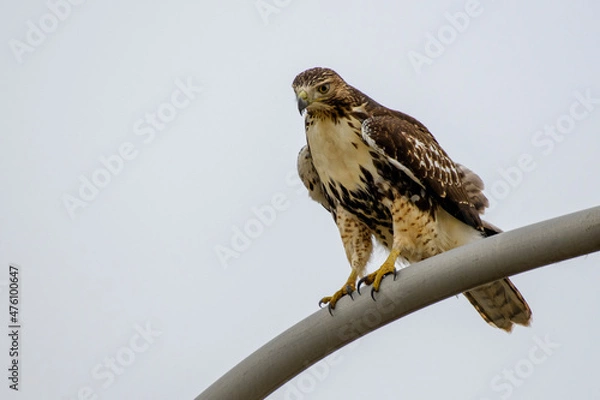 Fototapeta Red-tailed Hawk on Light Post