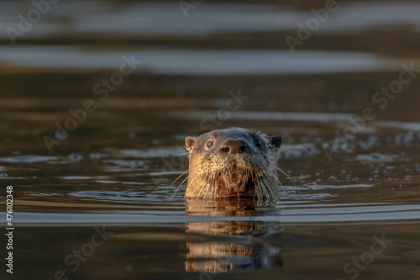 Obraz Otter Close Up