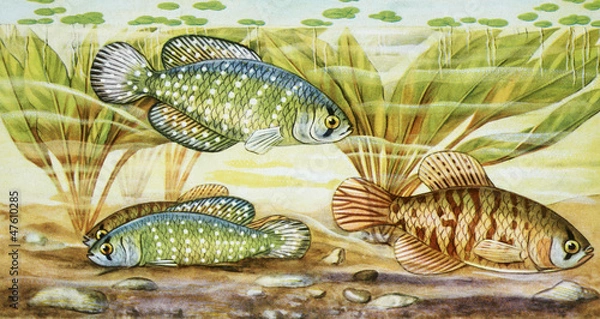 Fototapeta fish illustration