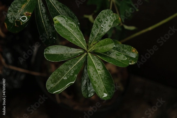 Fototapeta leaf texture makes a nice groove