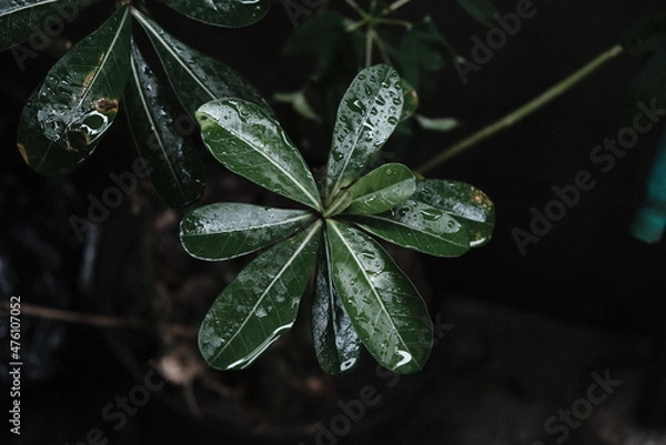 Fototapeta leaf texture makes a nice groove