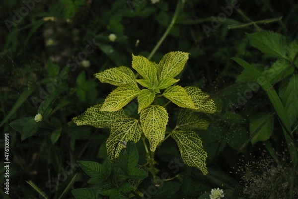 Fototapeta leaf texture makes a nice groove
