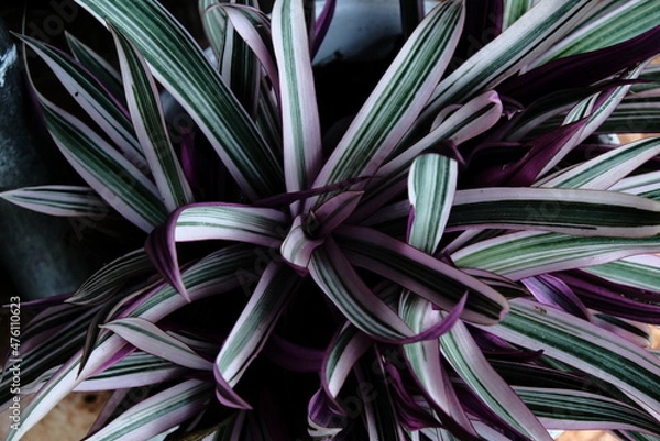 Fototapeta close up of a bunch of flowers