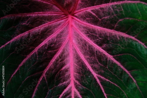 Fototapeta The taro plant is a group of plants from the genus Caladium (taro-tala tribe, Araceae). lines on taro leaves