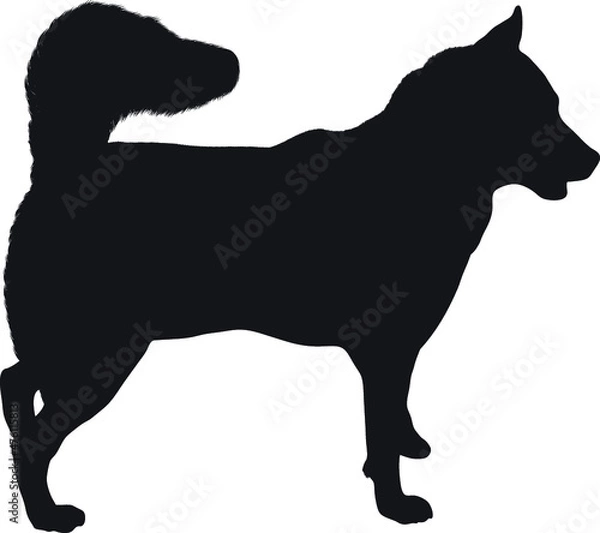 Obraz dog silhouette