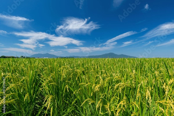 Fototapeta 【新潟県新潟市】越後平野の水田と弥彦山、角田山