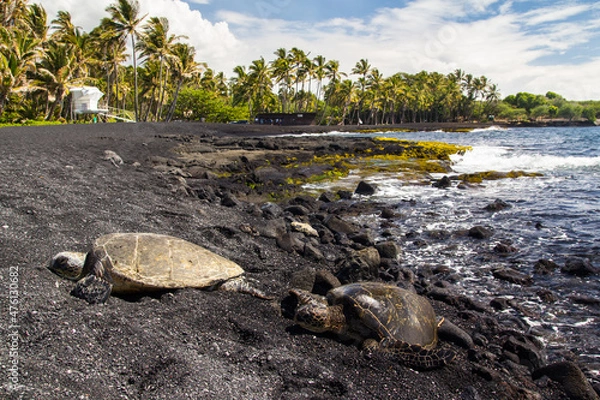 Obraz Punaluu turtle