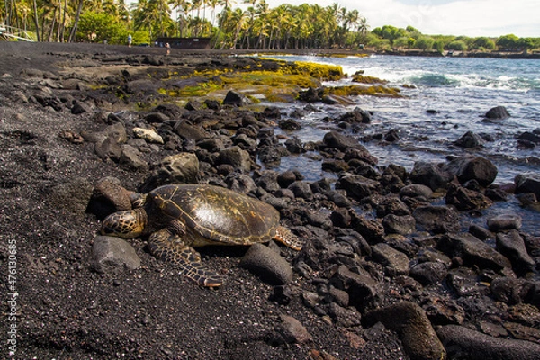 Obraz Punaluu turtle