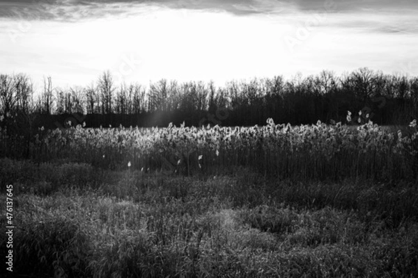 Obraz Open field black and white.