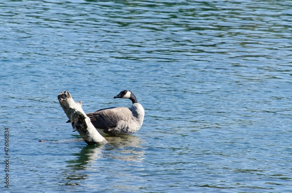 Obraz Canada goose turning its head