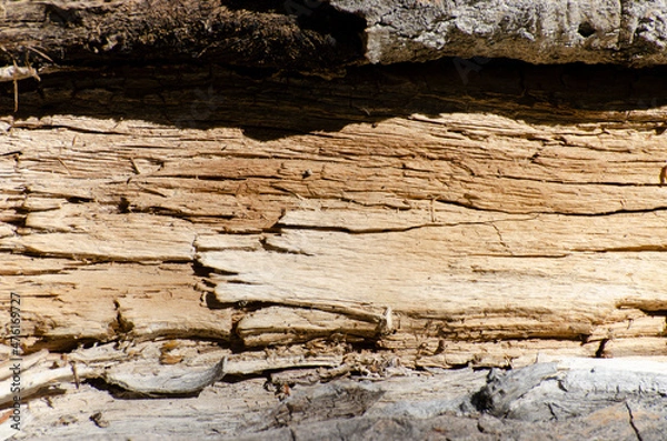 Obraz Old wood texture