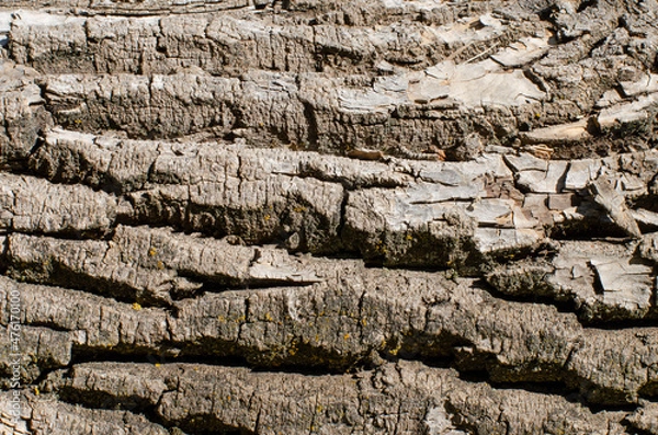 Obraz Tree bark texture