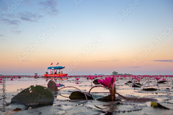 Fototapeta Landscape Red Lotus sea in the morning, boat passing by where tourists sit and watch the lotus flowers, Udon Thailand, Unseen Udonthani Thailand