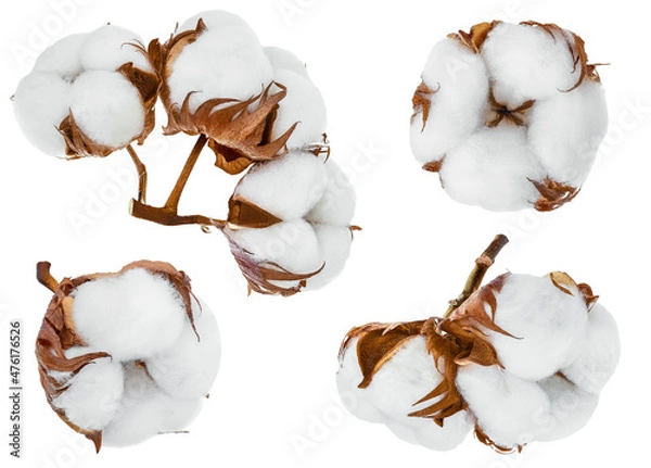 Fototapeta Cotton plant flower isolated on white background with clipping path and full depth of field