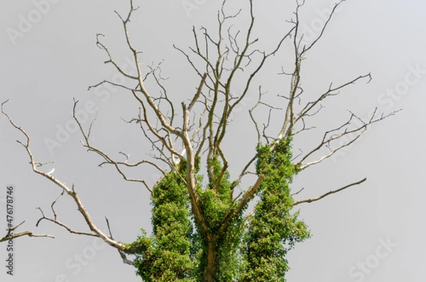 Obraz Efeu umrankt eine Baum im Herbst