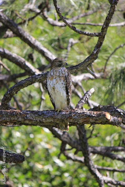 Fototapeta Red-Tailed Hawk in Pine Tree