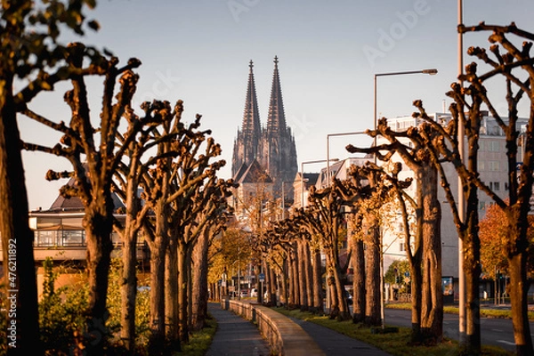 Fototapeta Cologne cathedral trees