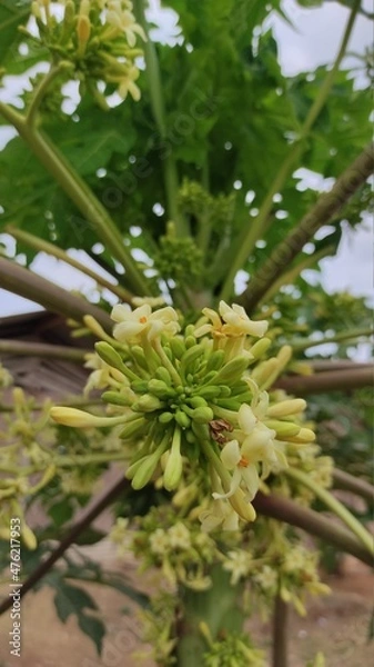 Fototapeta Background photo of papaya flowers on a tree in the Cikancung area, Indonesia