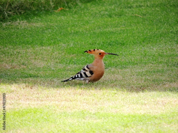 Obraz A beautiful hoopoe bird on the green grass in the city of Sharm el Sheikh, Egypt. Macro.