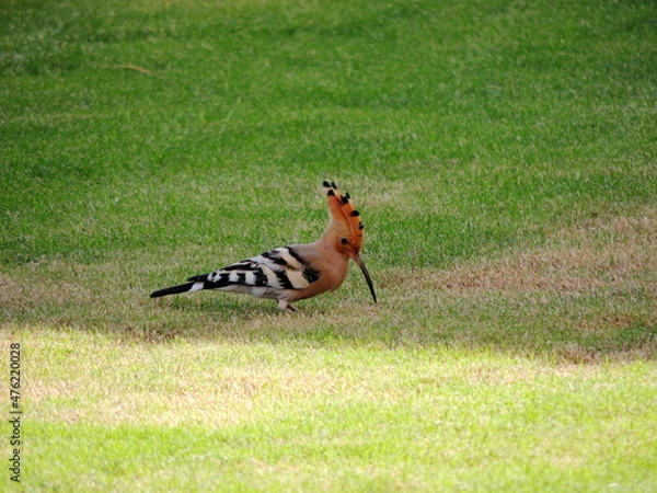 Obraz A beautiful hoopoe bird on the green grass in the city of Sharm el Sheikh, Egypt. Macro.