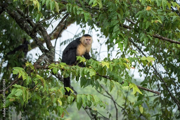 Fototapeta Portrait of Capuchin monkey in Panama 