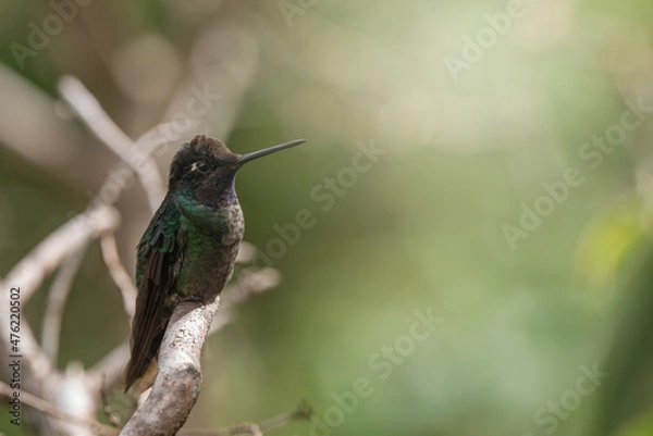 Fototapeta Portrait of Lancebill hummingbird in Panama