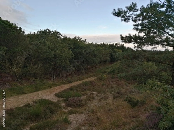 Fototapeta walk forest sky