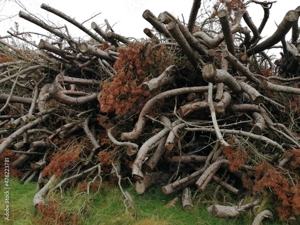 Fototapeta tree branches 9