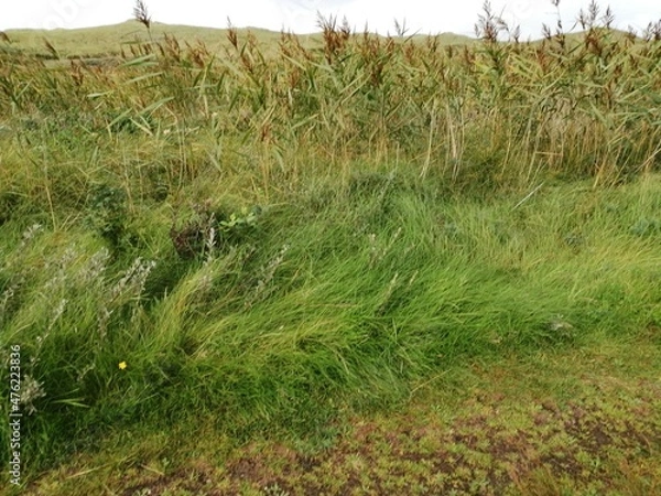 Fototapeta meadow Denmark
