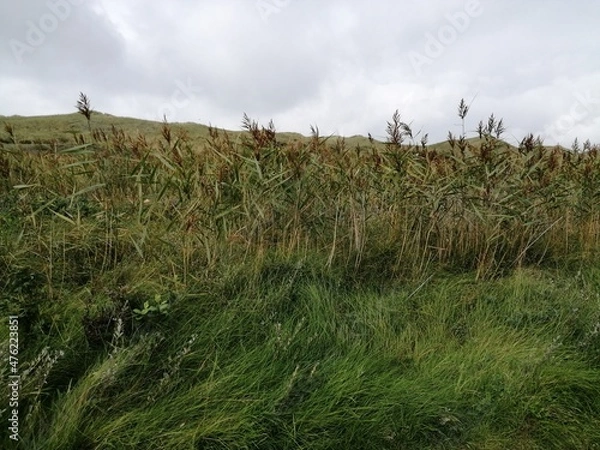 Obraz meadow grey weather