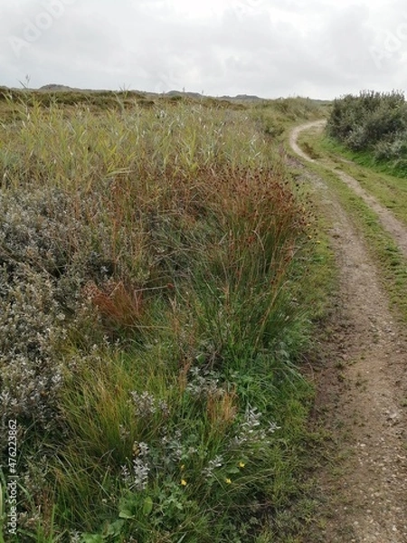 Obraz way Denmark meadow