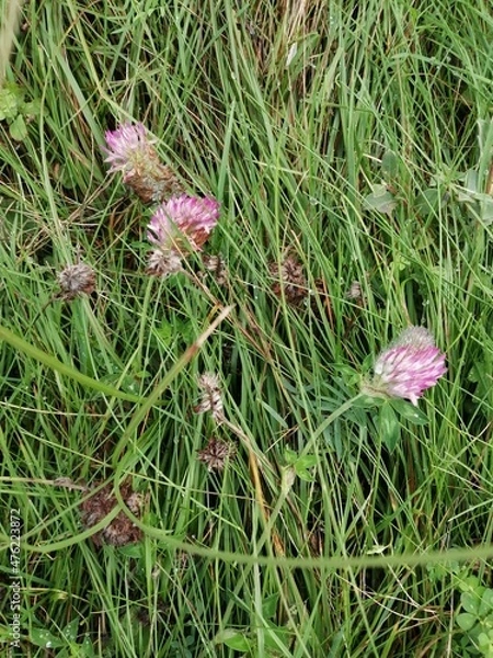 Fototapeta flower pink