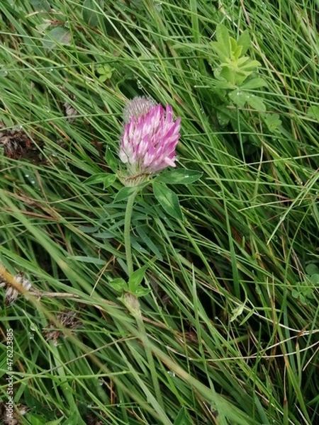 Obraz flower grass pink