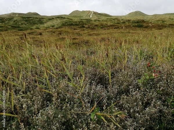 Obraz landscape with sand dunes