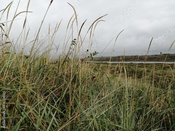 Fototapeta grass nature