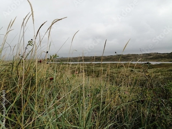 Obraz grass nature landscape