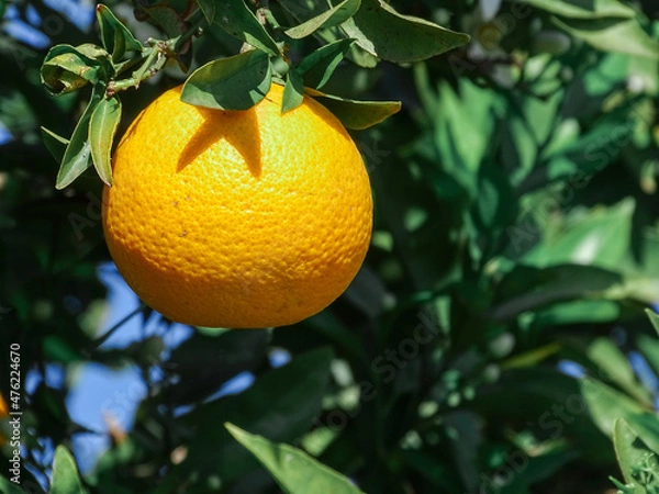 Fototapeta oranges on tree