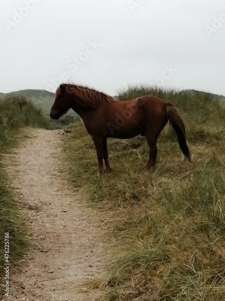 Obraz horse and landscape