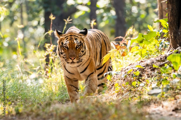 Obraz A female tigress walking head-on towards the photographer inside Pench tiger reserve during a wildlife safari