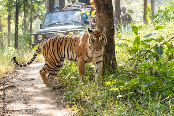 Obraz A female tigress walking head-on towards the photographer inside Pench tiger reserve during a wildlife safari
