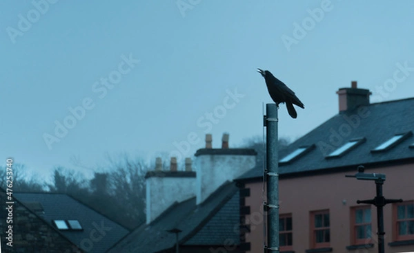 Obraz Westport´s Crow