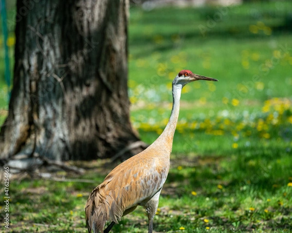Obraz grey crowned crane