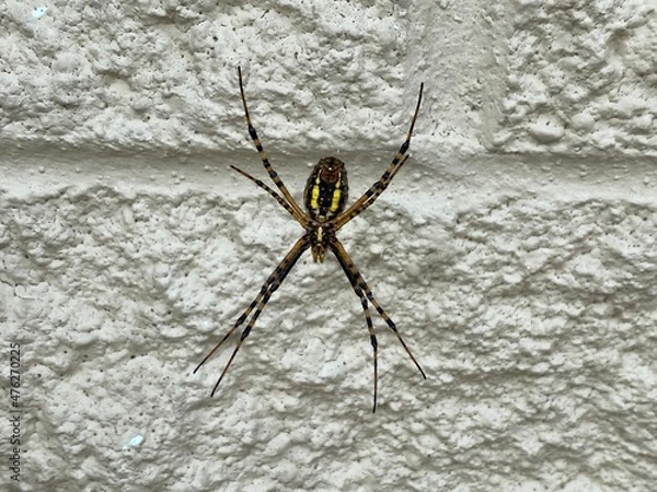 Fototapeta Yellow Garden Spider Against A White Wall