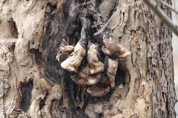 Fototapeta Fungus Growing On Tree