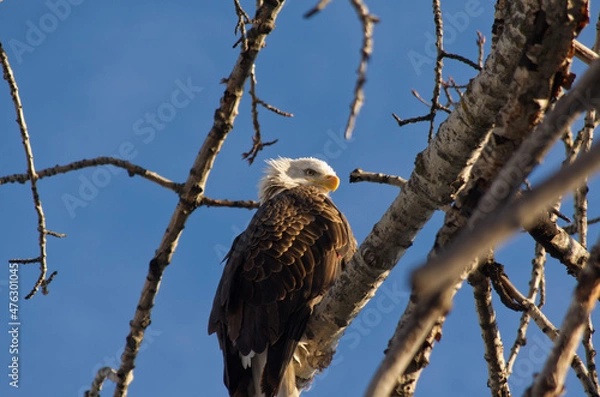 Obraz Bald Eagle is Watching You!