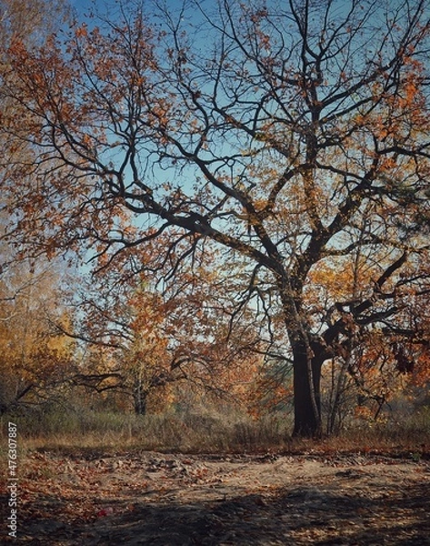 Fototapeta autumn trees in the park