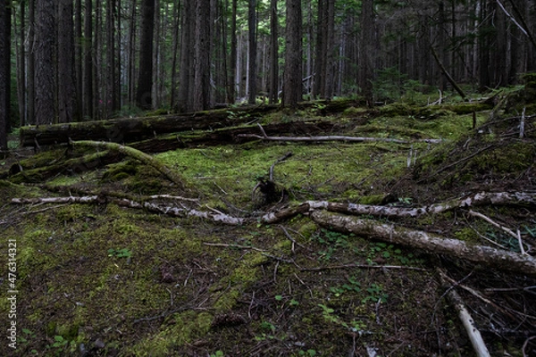 Obraz Inspiration Woods Trails, Mt Revelstoke National Park in British Columbia, Canada