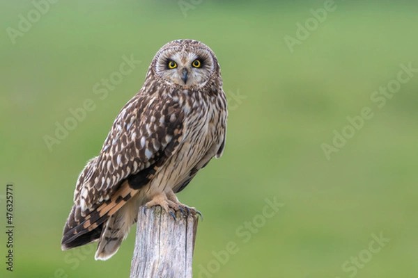 Fototapeta Short eared owl Asio flammeus perched on post with green background field