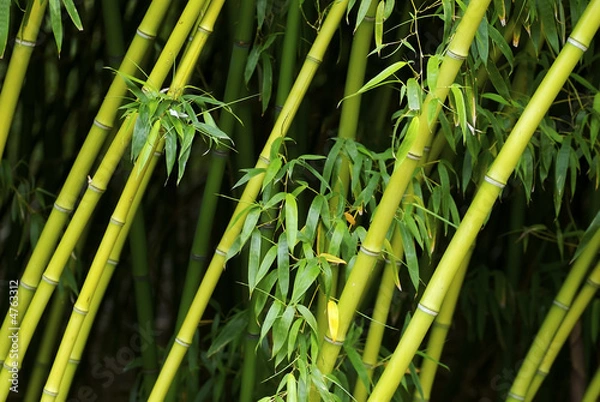 Fototapeta Bamboo